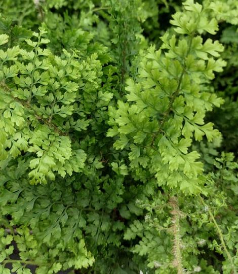 Polystichum setiferum 'plumosum'